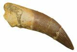 Fossil Plesiosaur (Zarafasaura) Tooth - Morocco #298325-1